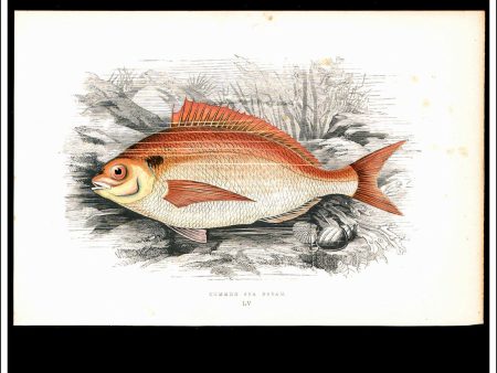 The Common Sea Bream. Antique Print, Chromoxylograph 1877. Johnathan Couch. Supply