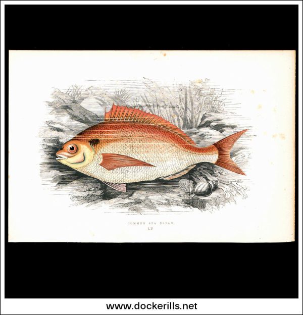 The Common Sea Bream. Antique Print, Chromoxylograph 1877. Johnathan Couch. Supply