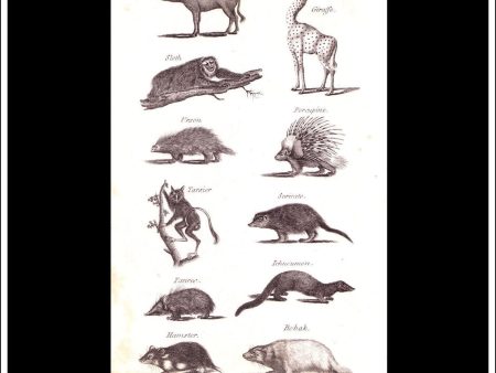 Giraffe, Sloth, Porcupine etc. Copper Plate Engraving. W. Dassauville c. 1800. PL. XIV. Hot on Sale