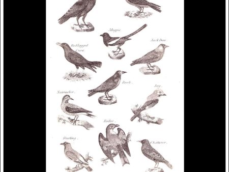 Birds - Raven, Crow, Magpie etc. Copper Plate Engraving. W. Dassauville c. 1800. PL. XXII. Sale