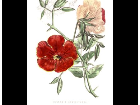 Bignonia Grandiflora. Antique Print, Botanical Illustration. Chromolithograph c. 1870 s. Sale