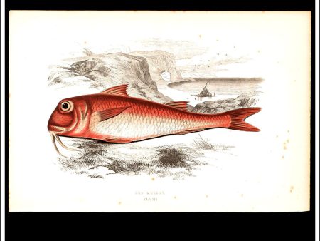 The Red Mullet. Antique Print, Chromoxylograph 1877. Johnathan Couch. Online Sale