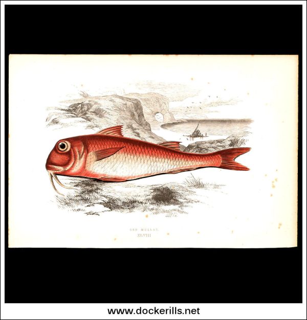 The Red Mullet. Antique Print, Chromoxylograph 1877. Johnathan Couch. Online Sale