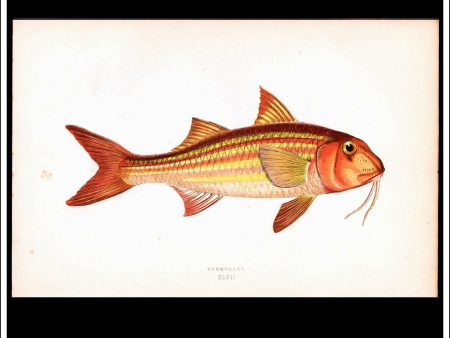 The Surmullet. Antique Print, Chromoxylograph 1877. Johnathan Couch. Fashion