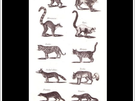 Ocelot, Jackal etc. Copper Plate Engraving. W. Dassauville c. 1800. PL. XV. For Discount