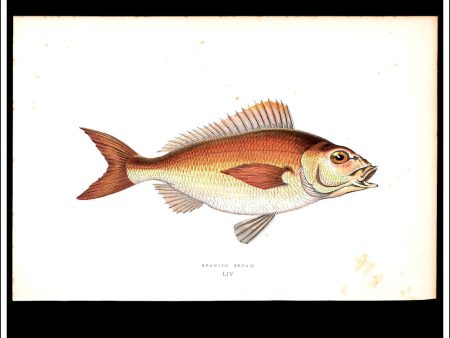 The Spanish Bream. Antique Print, Chromoxylograph 1877. Johnathan Couch. Sale