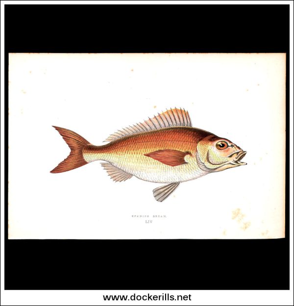 The Spanish Bream. Antique Print, Chromoxylograph 1877. Johnathan Couch. Sale