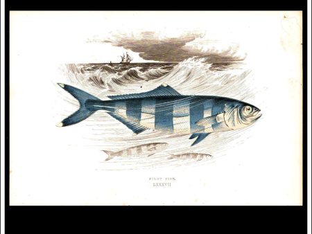 The Pilot Fish. Antique Print, Chromoxylograph 1877. Johnathan Couch. Sale