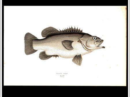 The Stone Bass. Antique Print, Chromoxylograph 1877. Johnathan Couch. Hot on Sale