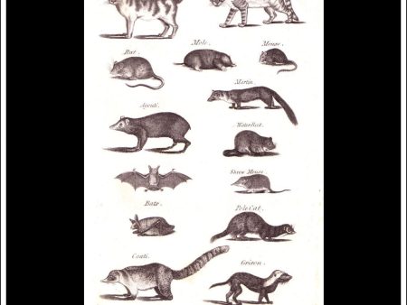 Domestic Cat, Rat, Mole etc. Copper Plate Engraving. W. Dassauville c. 1800. PL. IV. Online