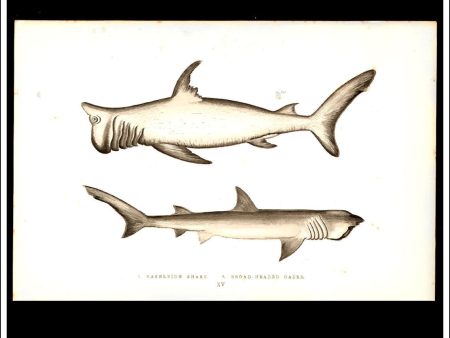 The Rashleigh Shark & Broard-Headed Gazer. Antique Print, Chromoxylograph 1877. Johnathan Couch. For Cheap