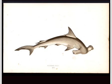 The Hammer-Head Shark. Antique Print, Chromoxylograph 1877. Johnathan Couch. Sale