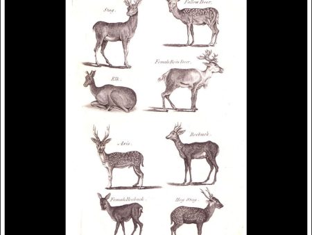 Fallow Deer, Stag, Elk etc. Copper Plate Engraving. W. Dassauville c. 1800. PL. V. Online