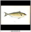 The Bogue. Antique Print, Chromoxylograph 1877. Johnathan Couch. Hot on Sale