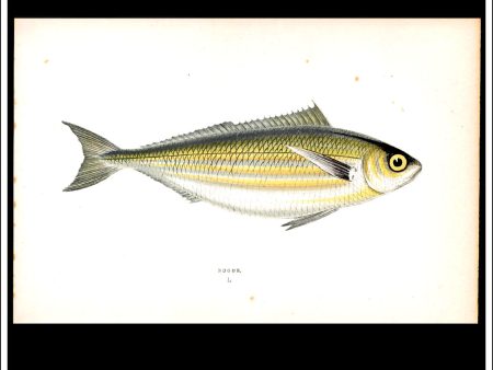 The Bogue. Antique Print, Chromoxylograph 1877. Johnathan Couch. Hot on Sale