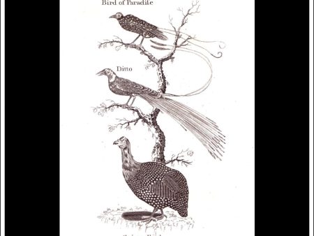 Bird Of Paradise & Guinea Fowl. Copper Plate Engraving. W. Dassauville c. 1800. PL. XXVI. For Discount