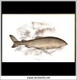 The Greenland Shark. Antique Print, Chromoxylograph 1877. Johnathan Couch. For Discount