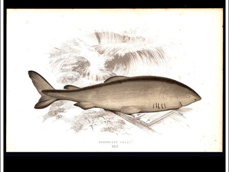 The Greenland Shark. Antique Print, Chromoxylograph 1877. Johnathan Couch. For Discount