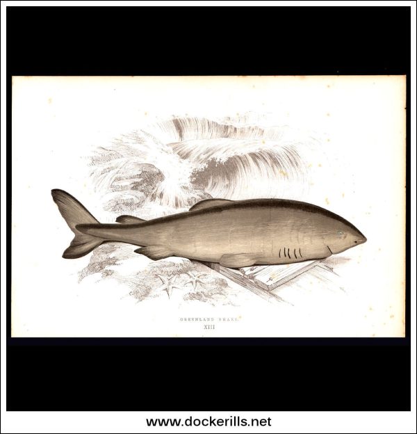 The Greenland Shark. Antique Print, Chromoxylograph 1877. Johnathan Couch. For Discount