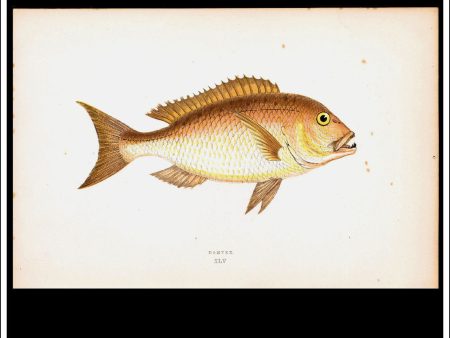 The Dentex. Antique Print, Chromoxylograph 1877. Johnathan Couch. For Sale