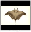 The Ox Ray. Antique Print, Chromoxylograph 1877. Johnathan Couch. Online