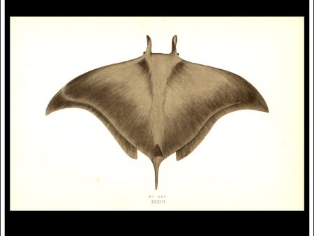 The Ox Ray. Antique Print, Chromoxylograph 1877. Johnathan Couch. Online