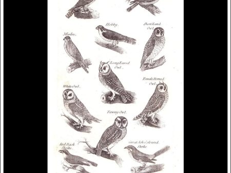 Birds Of Prey, Owls. Copper Plate Engraving. W. Dassauville c. 1800. PL. XXIII. Online Sale