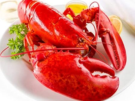 Homard cuit Hot on Sale