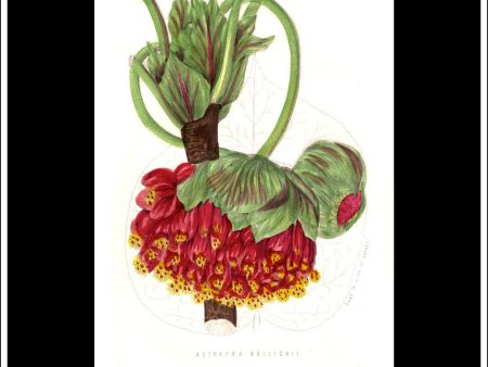 Astrapaea Wallichii. Antique Print, Botanical Illustration. Chromolithograph c. 1870 s. Online Sale