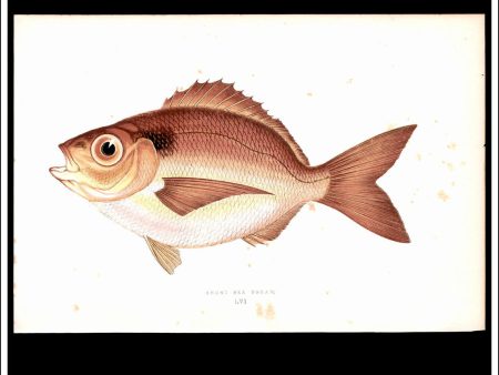 The Short Sea Bream. Antique Print, Chromoxylograph 1877. Johnathan Couch. For Cheap