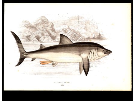 The Basking Shark. Antique Print, Chromoxylograph 1877. Johnathan Couch. Supply