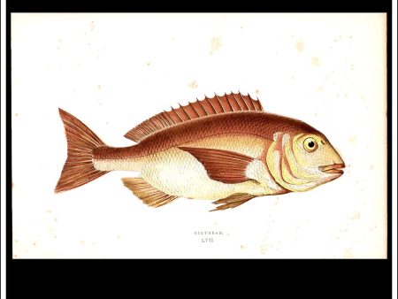 The Gilthead. Antique Print, Chromoxylograph 1877. Johnathan Couch. Online now